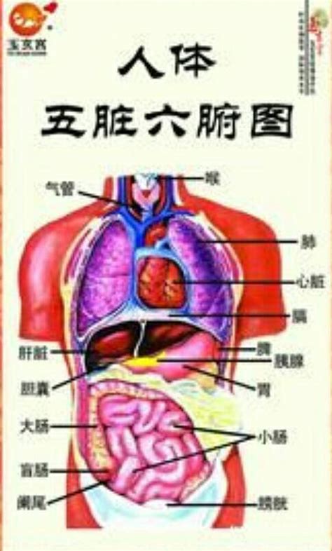 胃位置|人体图五脏的位置图分布图 (人体结构解剖图)